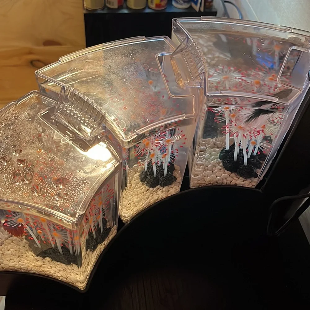 3 fish tank